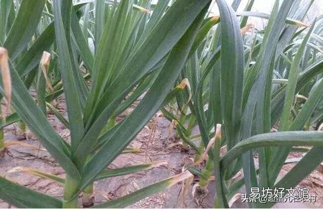 白菜地里可以套种大蒜吗?