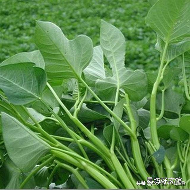 空心菜叶子发糊,请问是什么原因导致的?