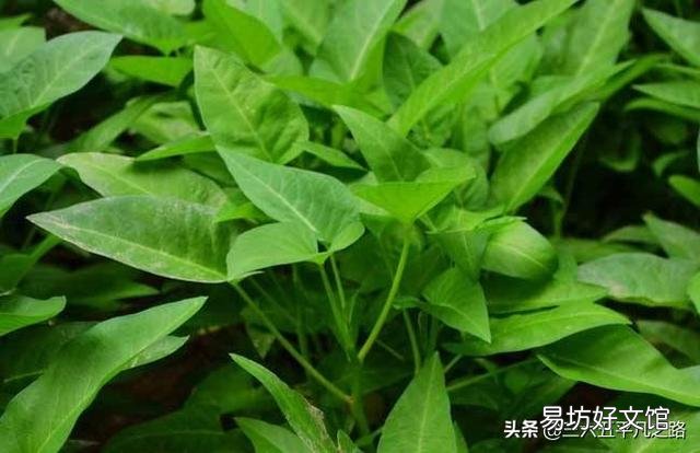 空心菜叶子发糊,请问是什么原因导致的?
