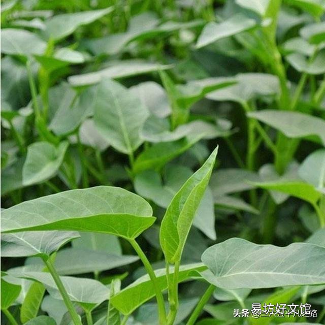 空心菜叶子发糊,请问是什么原因导致的?