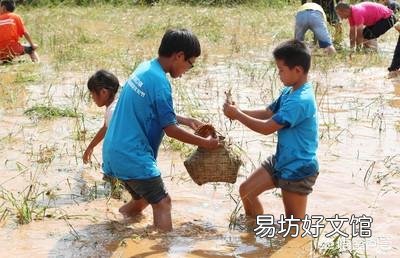 到处说稻花鱼好是不是误导人?水稻田的稻花鱼的化肥农药残留会不会比塘鱼河鱼要高?