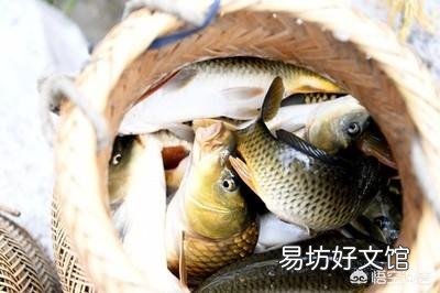 到处说稻花鱼好是不是误导人?水稻田的稻花鱼的化肥农药残留会不会比塘鱼河鱼要高?