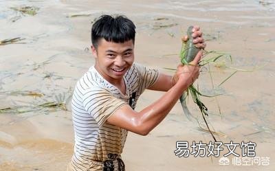 到处说稻花鱼好是不是误导人?水稻田的稻花鱼的化肥农药残留会不会比塘鱼河鱼要高?