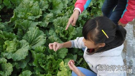 农村菜园子大白菜正值生长旺季,大白菜很容易生虫,怎么防治常见虫害?