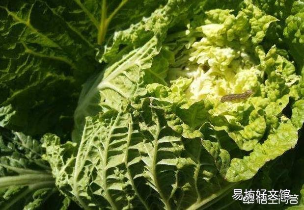 农村菜园子大白菜正值生长旺季,大白菜很容易生虫,怎么防治常见虫害?