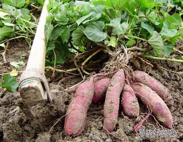 农村老话“白露田间和稀泥,红薯一天长一皮”是什么意思?有道理吗?