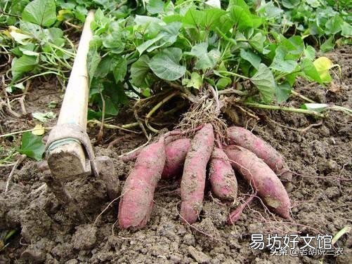 农村老话“白露田间和稀泥,红薯一天长一皮”是什么意思?有道理吗?