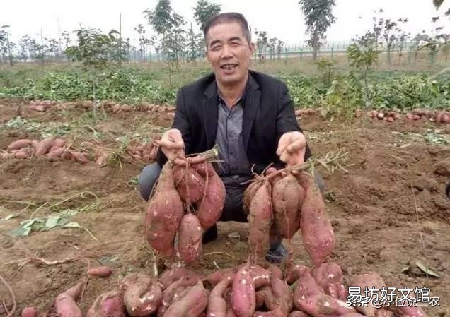 农村老话“白露田间和稀泥,红薯一天长一皮”是什么意思?有道理吗?