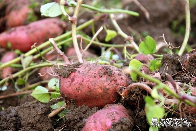 农村老话“白露田间和稀泥,红薯一天长一皮”是什么意思?有道理吗?