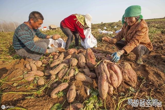 农村老话“白露田间和稀泥,红薯一天长一皮”是什么意思?有道理吗?