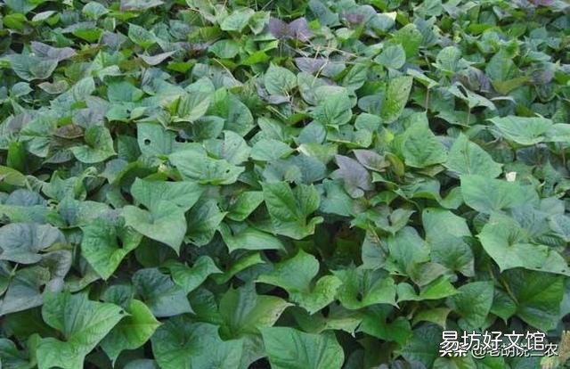 农村老话“白露田间和稀泥,红薯一天长一皮”是什么意思?有道理吗?