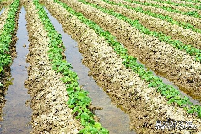 农村老话“白露田间和稀泥,红薯一天长一皮”是什么意思?有道理吗?