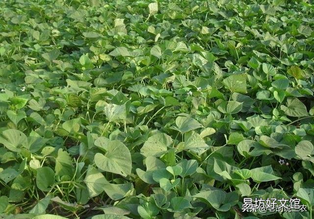 农村老话“白露田间和稀泥,红薯一天长一皮”是什么意思?有道理吗?
