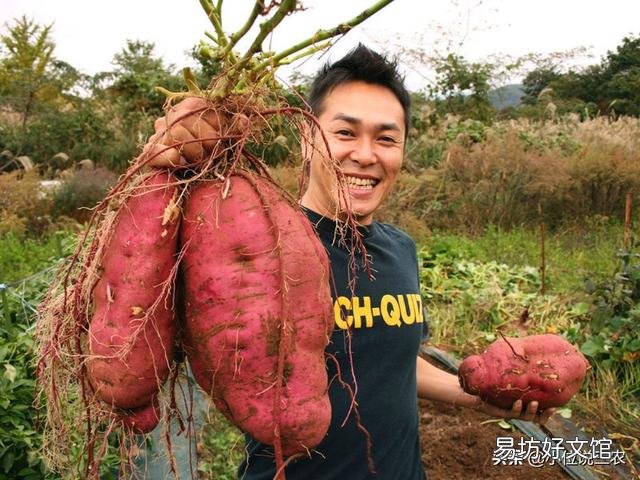 农村老话“白露田间和稀泥,红薯一天长一皮”是什么意思?有道理吗?
