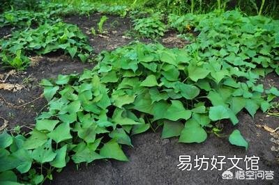 红薯为什么有人说要在酷暑炎热的8月份翻藤,翻藤后红薯也不会晒死?