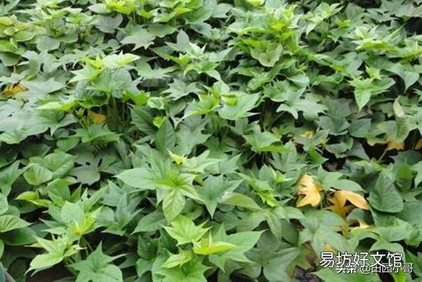 红薯为什么有人说要在酷暑炎热的8月份翻藤,翻藤后红薯也不会晒死?
