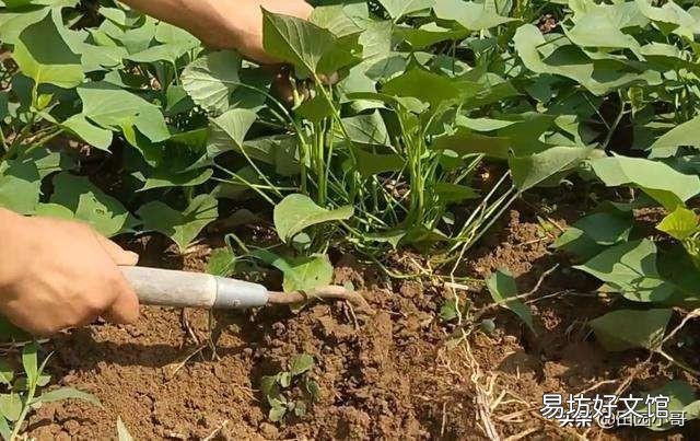 红薯为什么有人说要在酷暑炎热的8月份翻藤,翻藤后红薯也不会晒死?