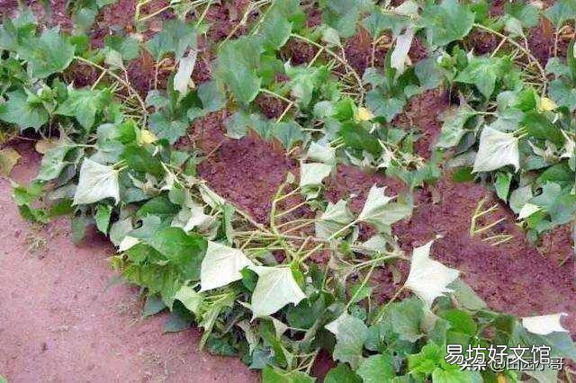 红薯为什么有人说要在酷暑炎热的8月份翻藤,翻藤后红薯也不会晒死?