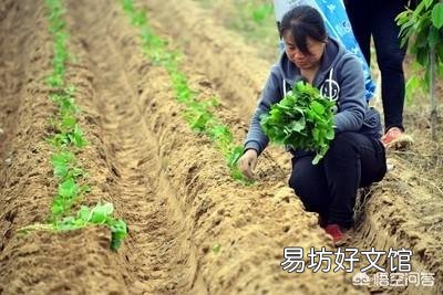 红薯为什么有人说要在酷暑炎热的8月份翻藤,翻藤后红薯也不会晒死?