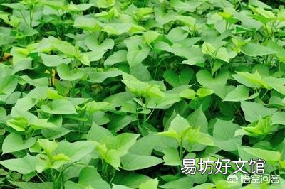 红薯为什么有人说要在酷暑炎热的8月份翻藤,翻藤后红薯也不会晒死?