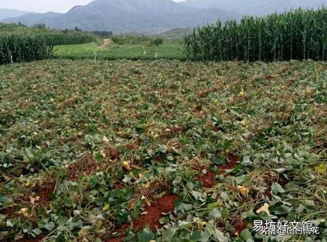 谁能告诉我!地瓜蔓到底应不应该翻,翻了究竟增产还是减产?