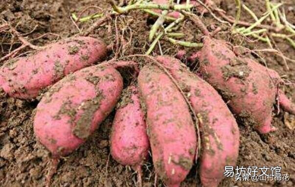 谁能告诉我!地瓜蔓到底应不应该翻,翻了究竟增产还是减产?