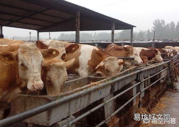 牛肉涨到45元左右一斤,现在养牛来得及吗?