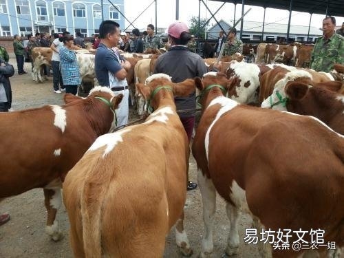 牛肉涨到45元左右一斤,现在养牛来得及吗?