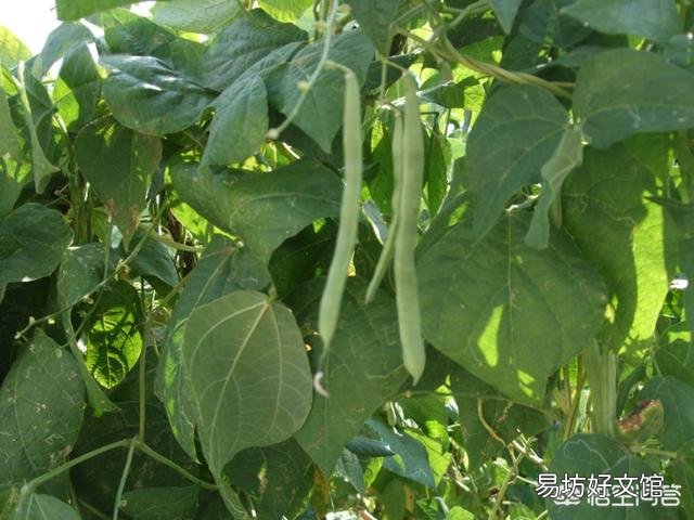八月初正是二伏天，在农村，这个时候还有哪些蔬菜可以露地种植？