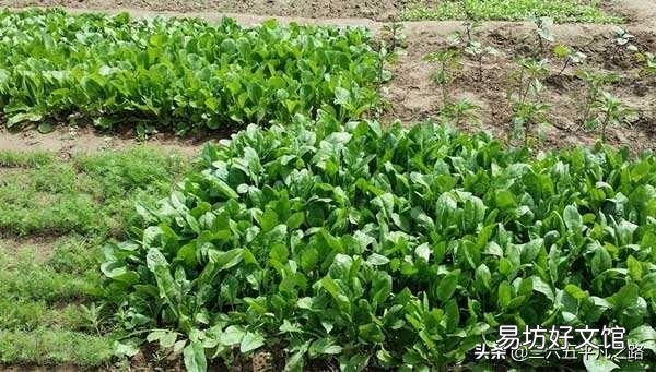 八月初正是二伏天，在农村，这个时候还有哪些蔬菜可以露地种植？