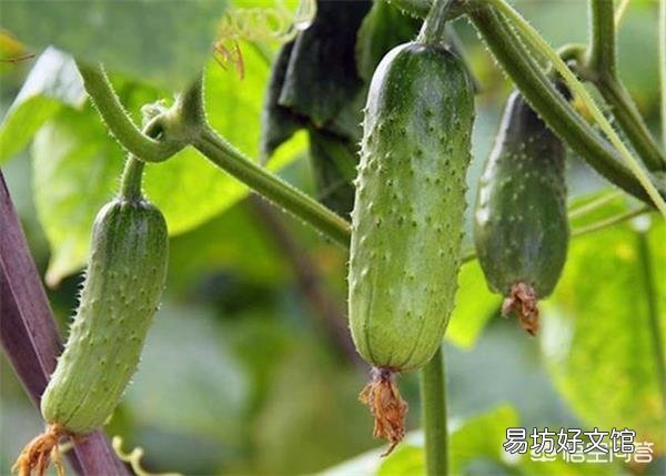 八月初正是二伏天，在农村，这个时候还有哪些蔬菜可以露地种植？