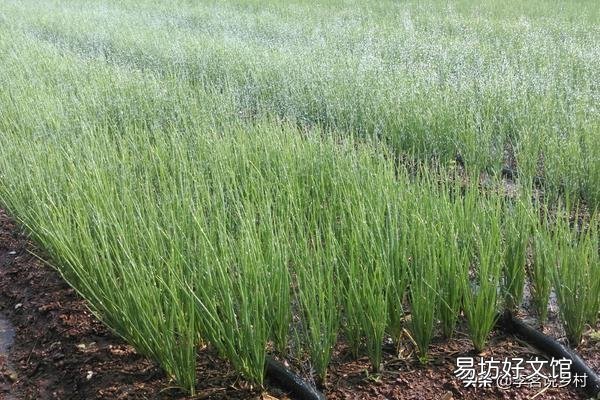 八月初正是二伏天，在农村，这个时候还有哪些蔬菜可以露地种植？