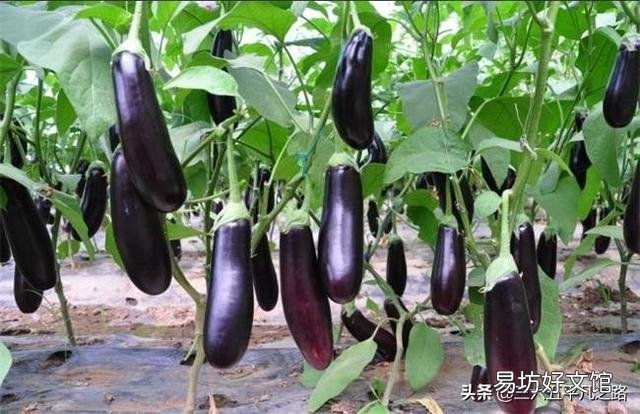 八月初正是二伏天，在农村，这个时候还有哪些蔬菜可以露地种植？