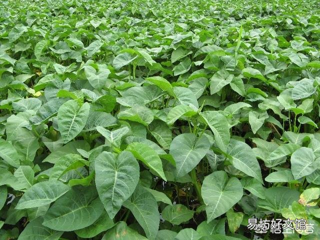 八月初正是二伏天，在农村，这个时候还有哪些蔬菜可以露地种植？