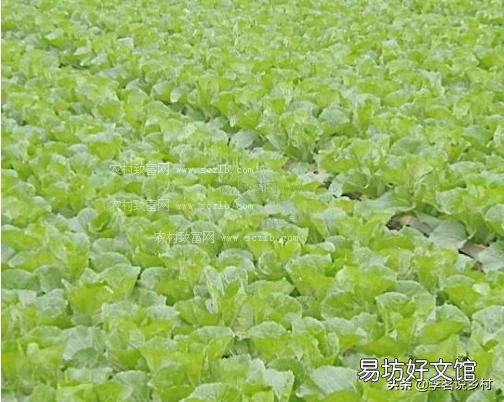 八月初正是二伏天，在农村，这个时候还有哪些蔬菜可以露地种植？
