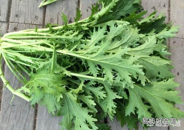 八月初正是二伏天，在农村，这个时候还有哪些蔬菜可以露地种植？