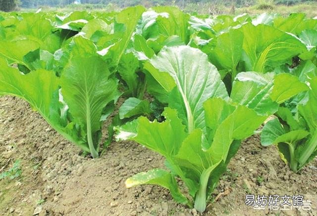 八月初正是二伏天，在农村，这个时候还有哪些蔬菜可以露地种植？