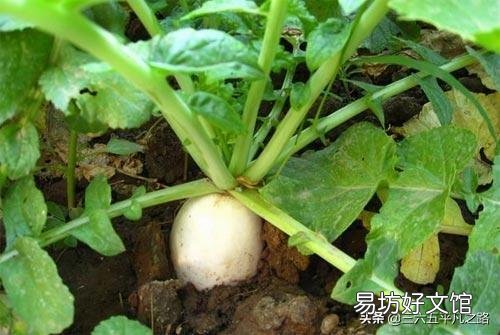 八月初正是二伏天，在农村，这个时候还有哪些蔬菜可以露地种植？