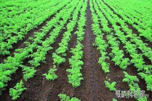八月初正是二伏天，在农村，这个时候还有哪些蔬菜可以露地种植？