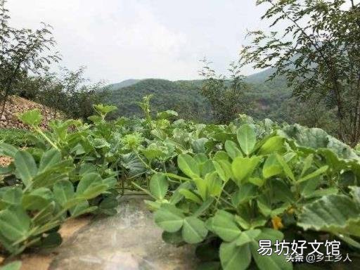 小暑是什么意思? 大暑代表什么