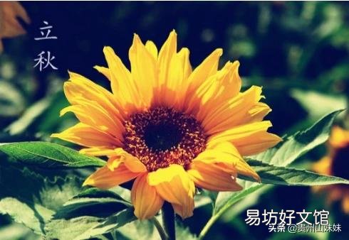 农村俗语：“立秋有雨丘丘收，立秋无雨人人忧”什么意思？