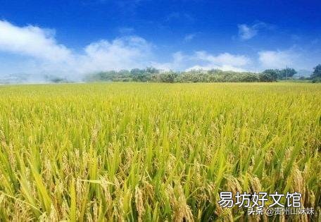 农村俗语：“立秋有雨丘丘收，立秋无雨人人忧”什么意思？