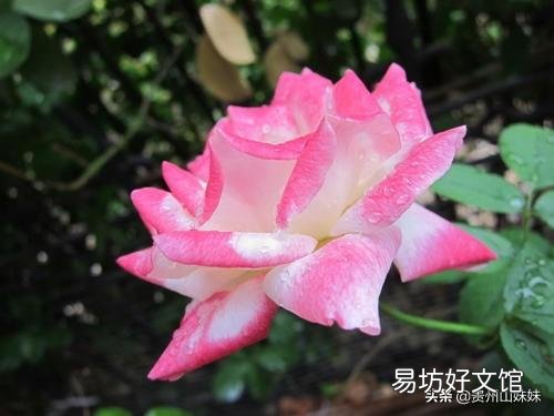 农村俗语：“立秋有雨丘丘收，立秋无雨人人忧”什么意思？