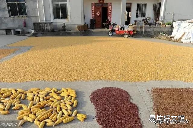农村俗语：“立秋有雨丘丘收，立秋无雨人人忧”什么意思？