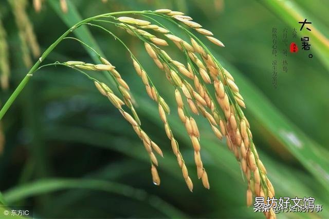 农村俗语：“立秋有雨丘丘收，立秋无雨人人忧”什么意思？