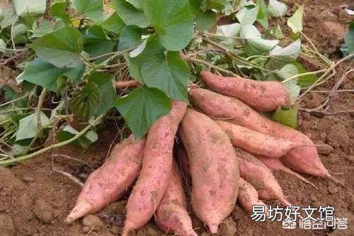 进入中伏大暑节气，农村老人说二伏要吃三种瓜、喝三种粥，指的是哪些呢？
