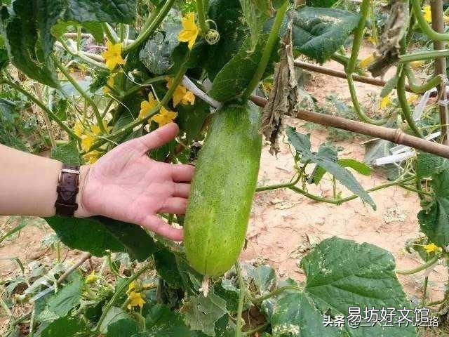 进入中伏大暑节气，农村老人说二伏要吃三种瓜、喝三种粥，指的是哪些呢？