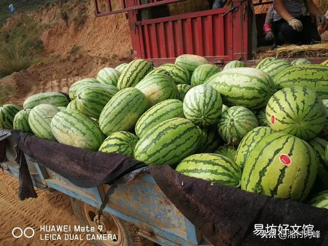 宁夏西瓜现在大量上市会对别的地方有影响吗?