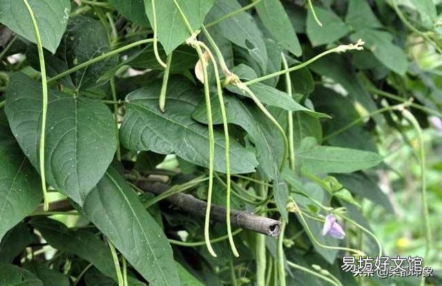 豇豆直播要掌握哪些环节?