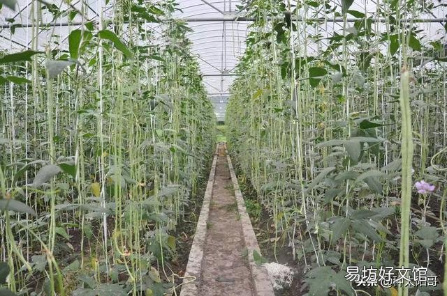豇豆直播要掌握哪些环节?